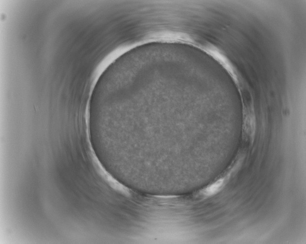 X0000085261343200704092105