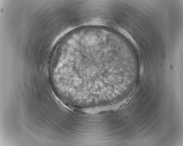 X0000085261356200704092104