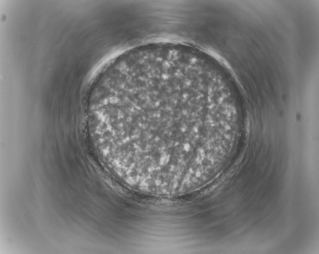 X0000085261359200704092104