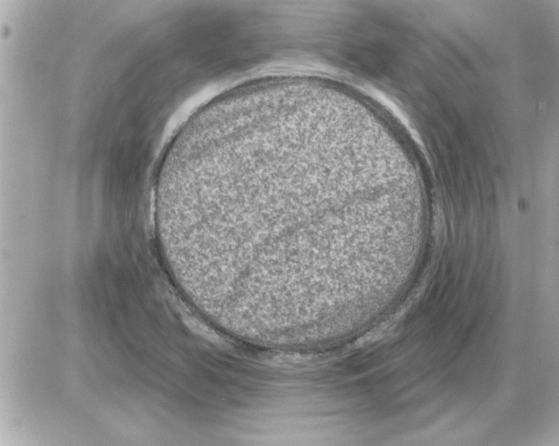 X0000085261366200704092103