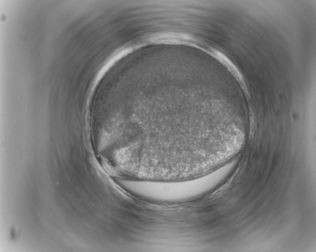 X0000085261384200704092103