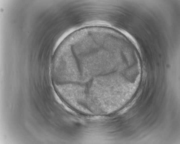 X0000085261390200704092103