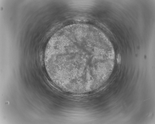 X0000085261396200704092102