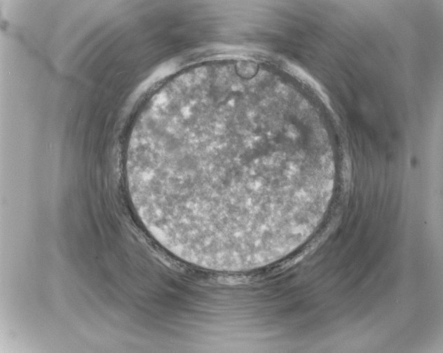 X0000085261411200704092103