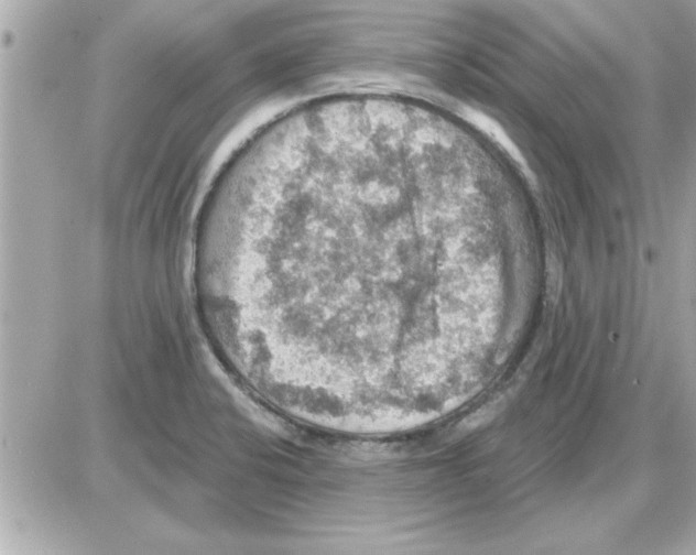 X0000085261424200704092103