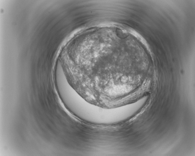 X0000085261429200704092103