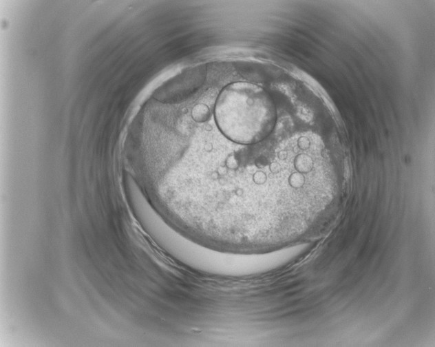 X0000085261435200704092103