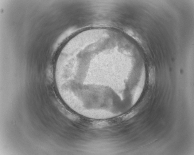 X0000085261454200704092102