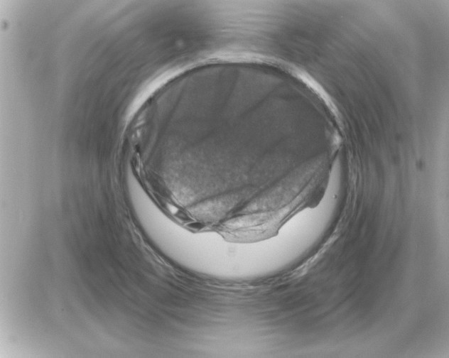 X0000085261461200704092102