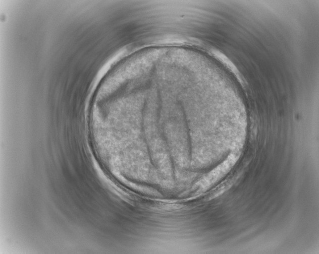 X0000085261475200704092102