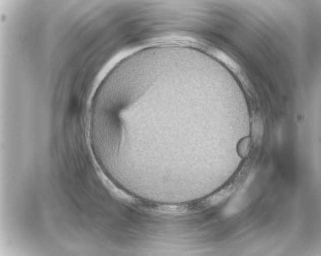 X0000085261478200704092102