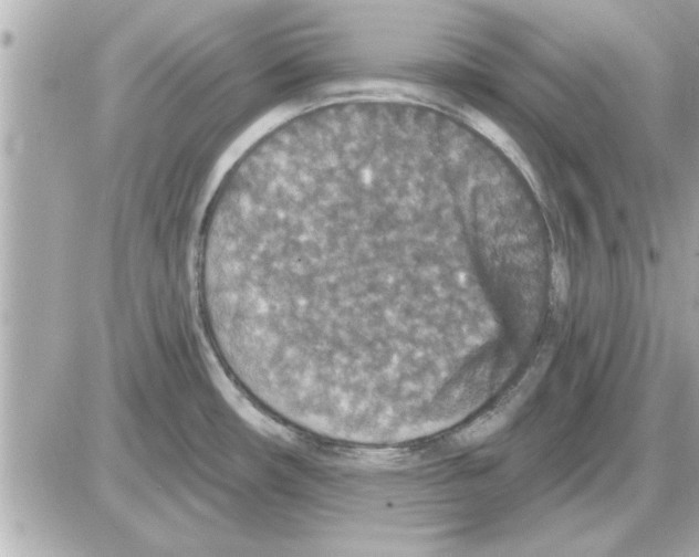 X0000085261482200704092102