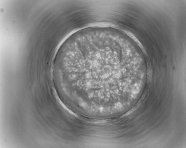 X0000085261484200704092101