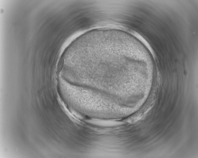 X0000085261485200704092101