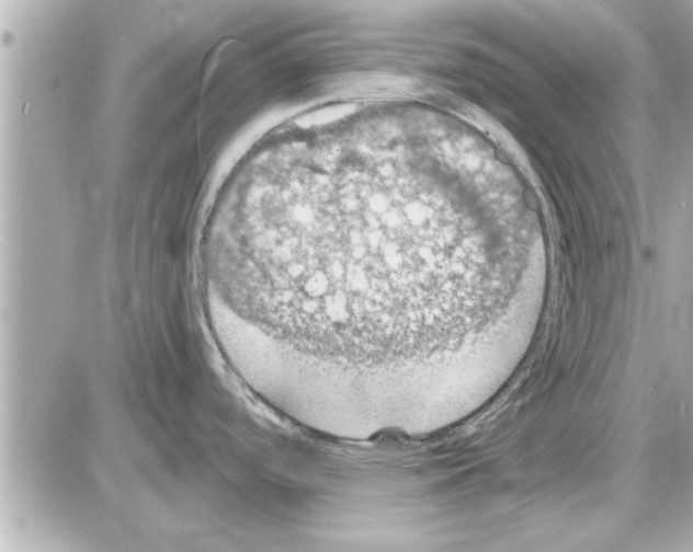 X0000085261488200704092101