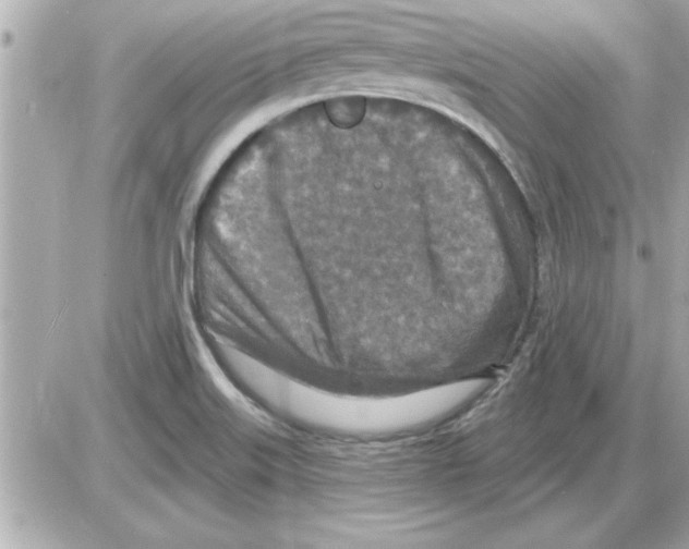 X0000085261515200704092101