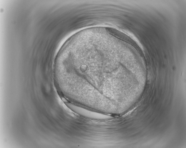 X0000085261532200704092101