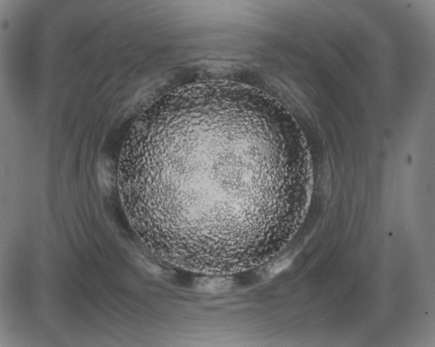 X0000085270135200703091402