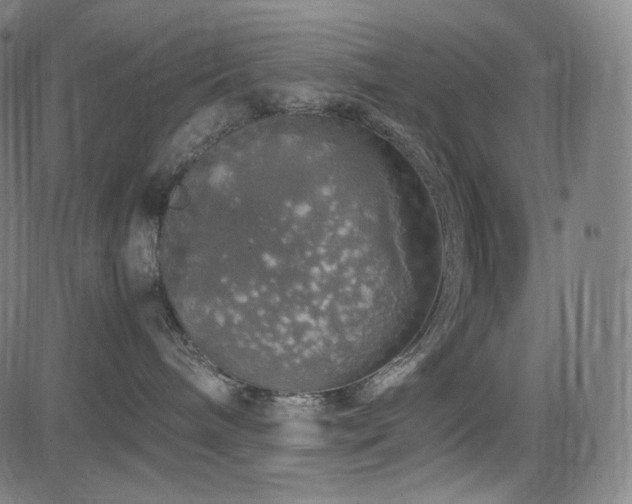 X0000085270240200703091400