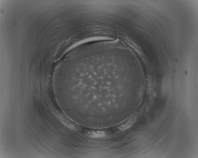 X0000085270361200703091358