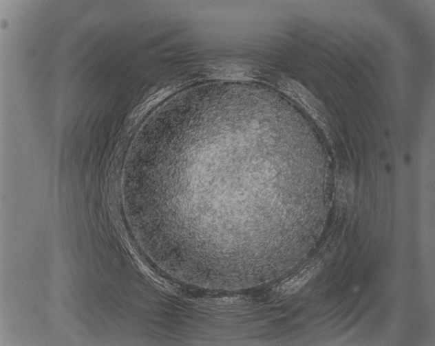 X0000085270433200703091356