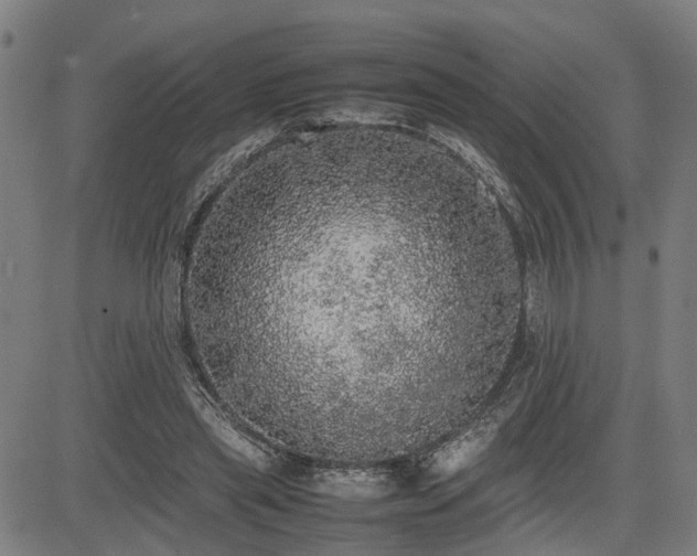 X0000085270445200703091356