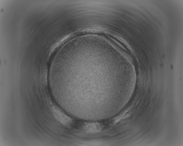 X0000085270446200703091356