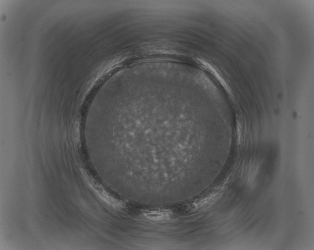 X0000085270447200703091356