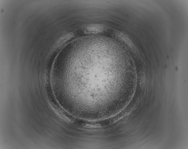 X0000085270455200703091356