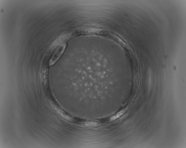 X0000085270462200703091356