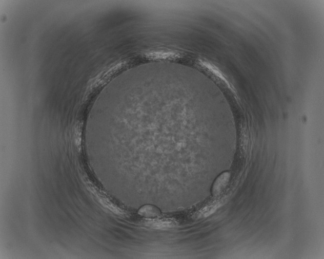 X0000085270545200703091354