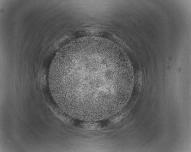 X0000085270615200703091353