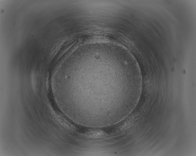 X0000085270642200703091353