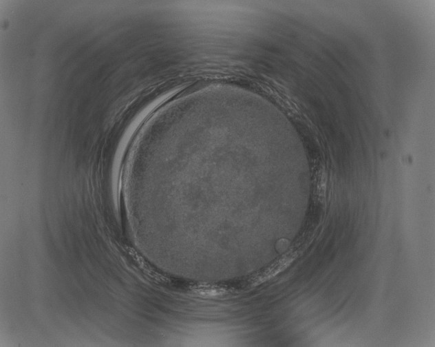 X0000085270746200703091351