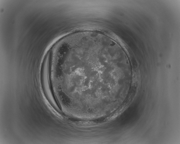 X0000085270795200703091350