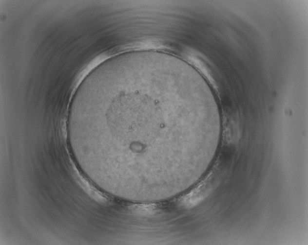 X0000085270810200703091350