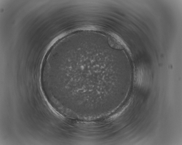 X0000085270845200703091350