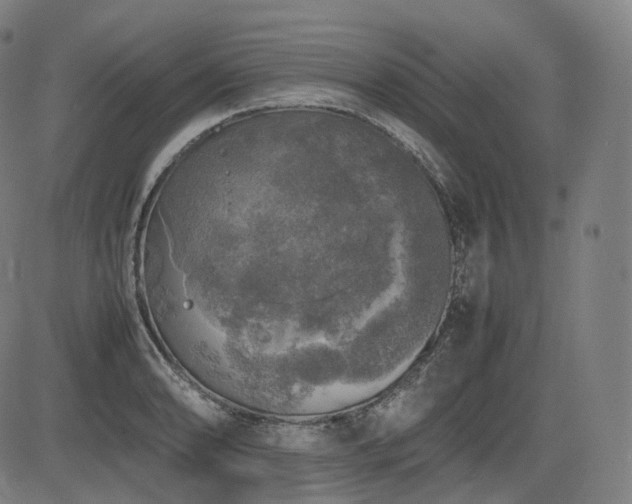 X0000085271086200703091346