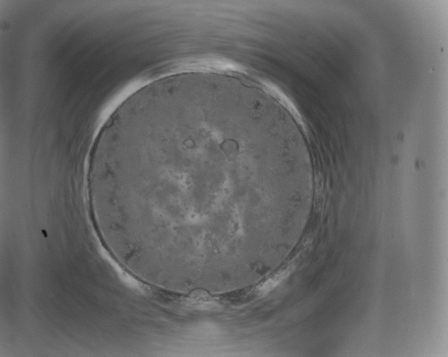 X0000085271103200703091345