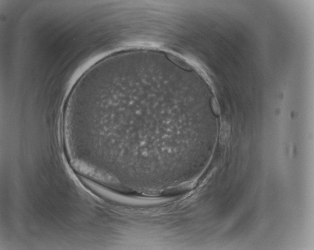 X0000085271295200703091342