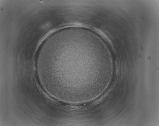 X0000085271318200703091342