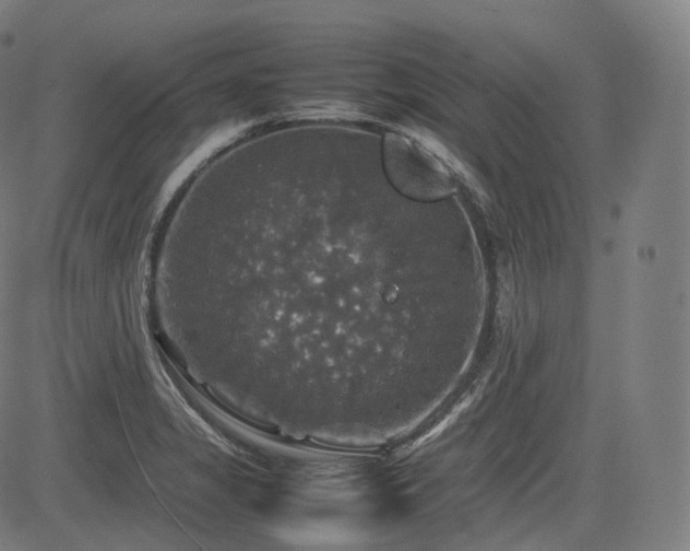 X0000085271325200703091342