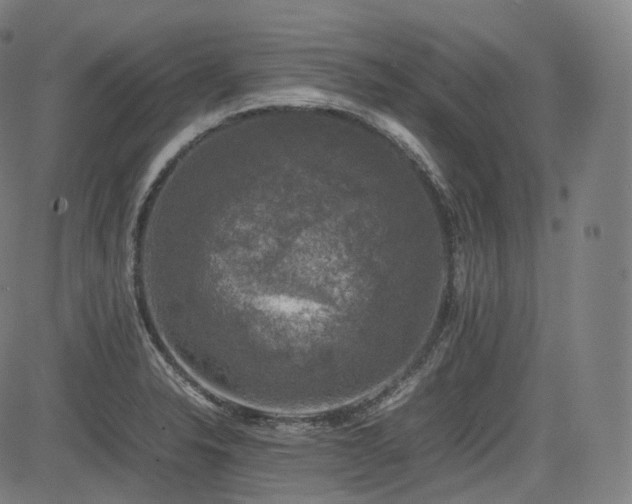 X0000085271326200703091342