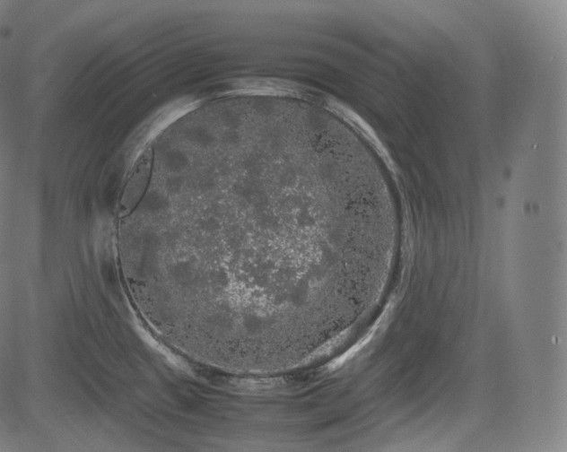 X0000085271433200703091340