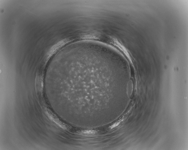 X0000085270059200703161440