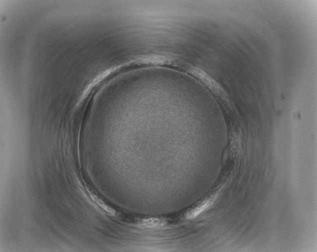 X0000085270064200703161440