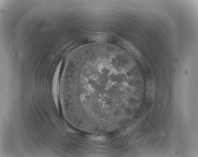 X0000085270073200703161440