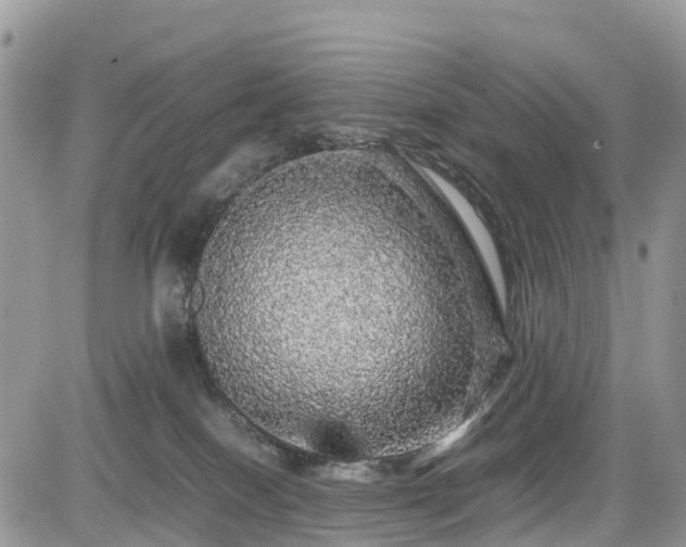 X0000085270086200703161441