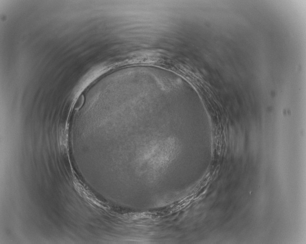 X0000085270100200703161440