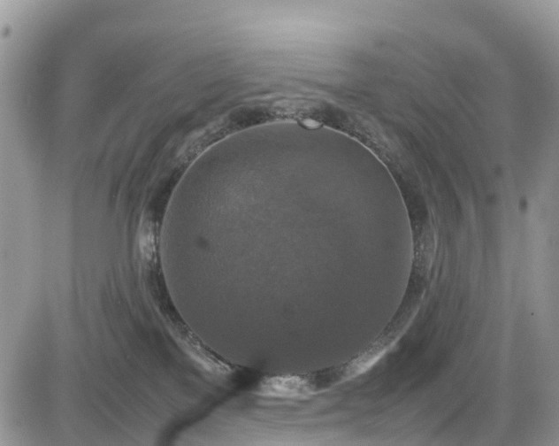 X0000085270137200703161439